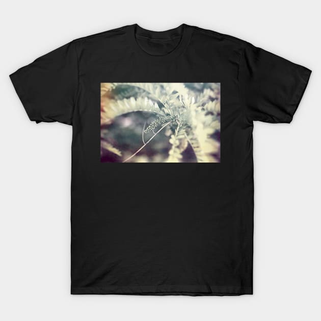 Black Locust Tree Seeds Nature Photography T-Shirt by art64